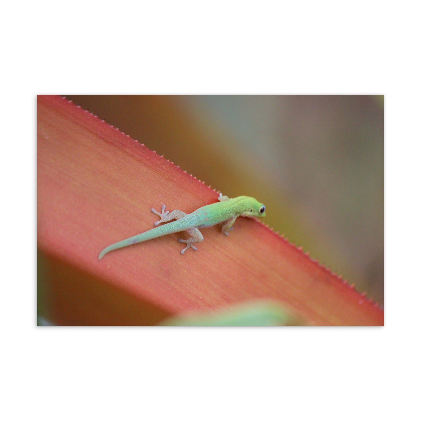 Gold Dust Gecko, No. 1 (Postcard)