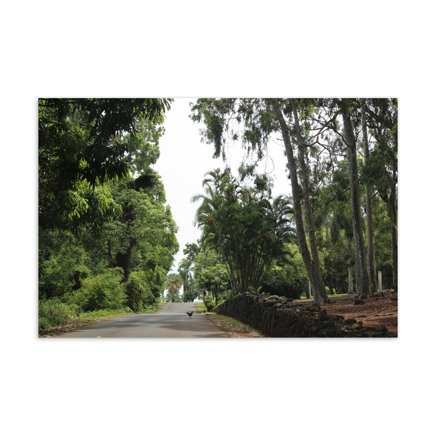 Something About Chickens & Roads (Postcard)